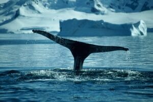 Whale Watching Tourism