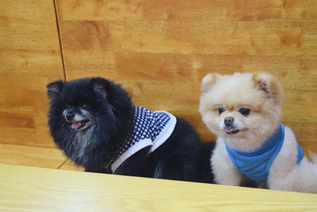 Two cute dogs at IGO Pet Cafe