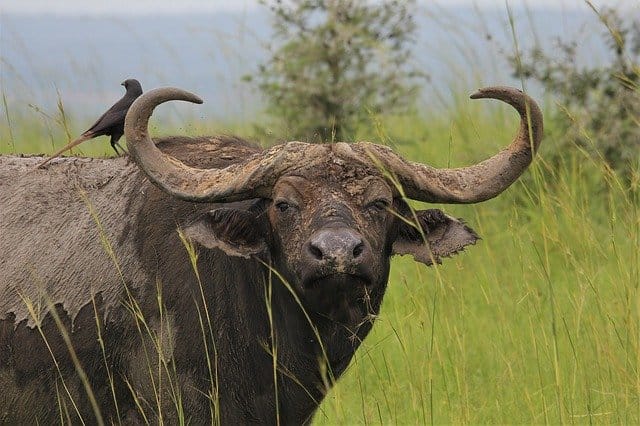 Big Five African Buffalo