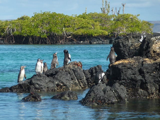 Galapagos Islands penguins