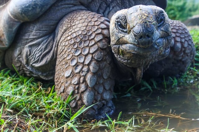 Galapagos Islands giant tortoise