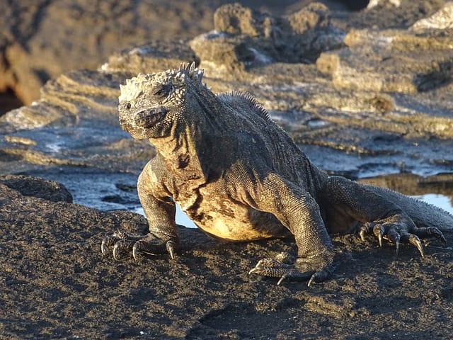 Galapagos wildlife