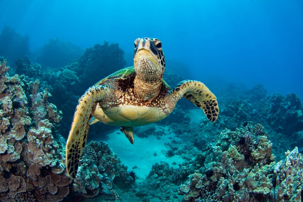 Sea-turtle-in-the-Galapagos-islands