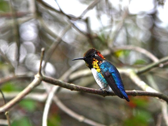 Cuba-wildlife-holiday