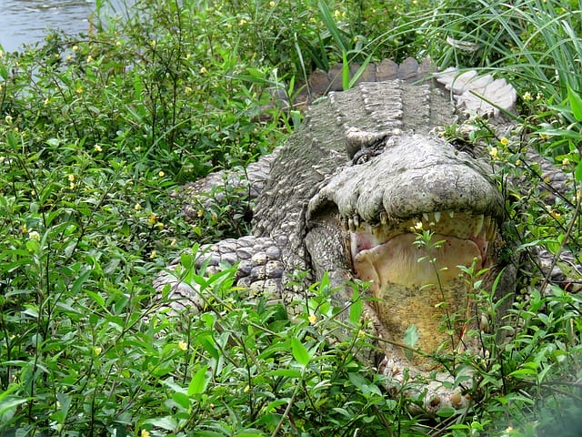 Cuban-Crocodile