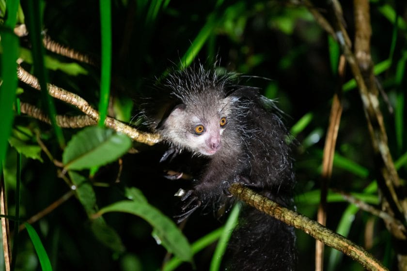 Aye-aye is the worlds largest nocturnal primate