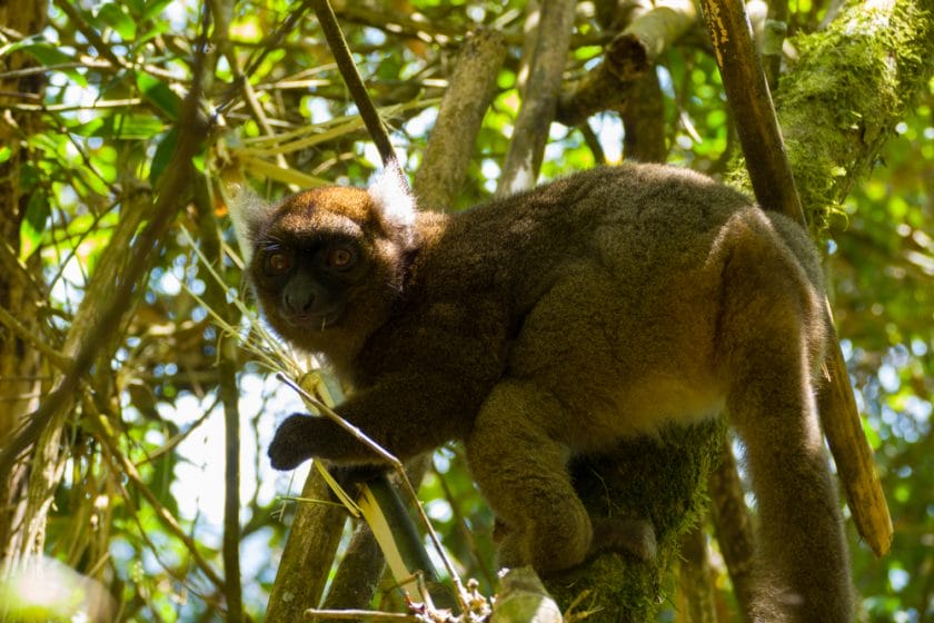 Trip to Madgascar Lemurs