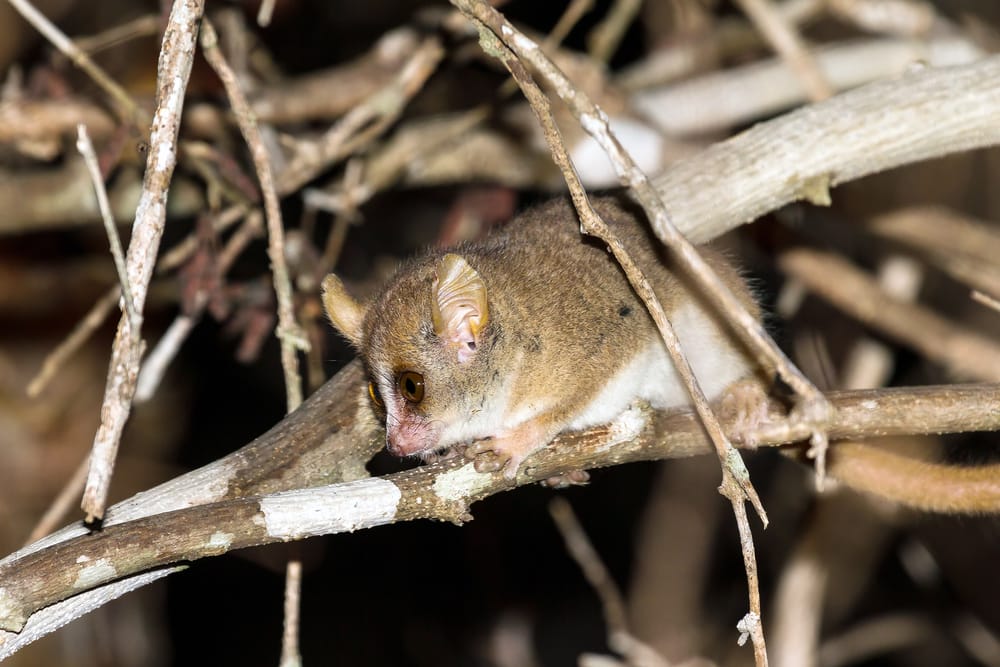 Madame Berthe's Mouse Lemur