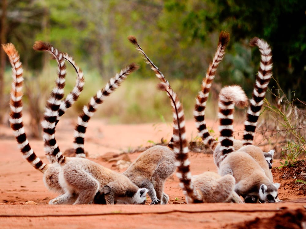 Lemur Species