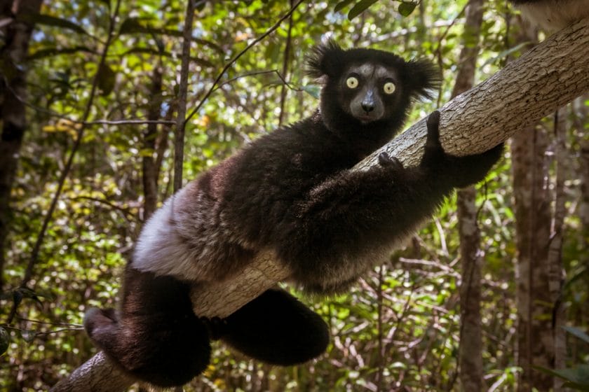 Indri, indri or Babakoto is the Largest Lemur