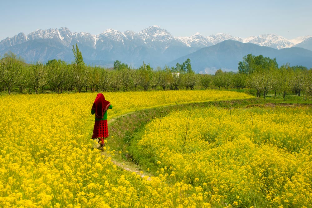Mustard Field In Pahalgam, Kashmir