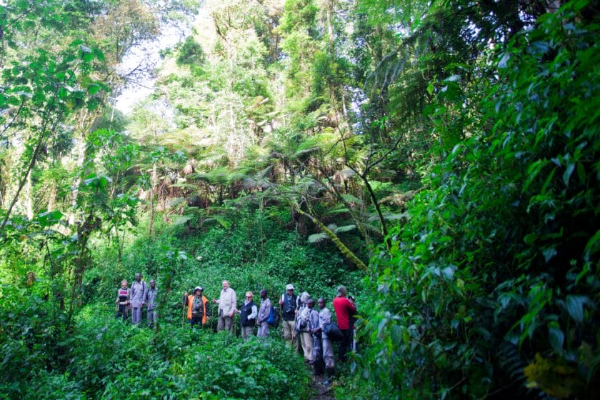 Gorilla trekking in the African Rain Forest