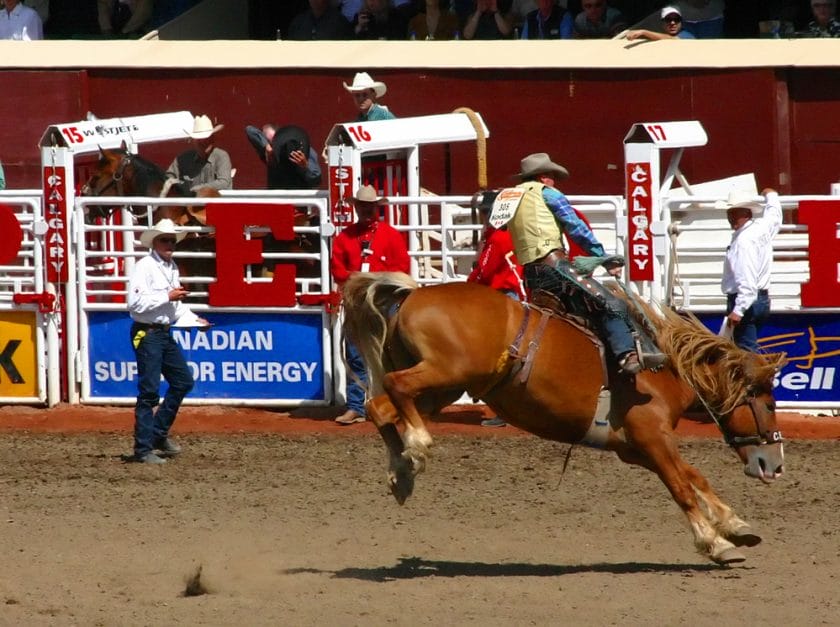 Cowboy on Bucking Bronco, Calgary Stampede, Alberta Canada