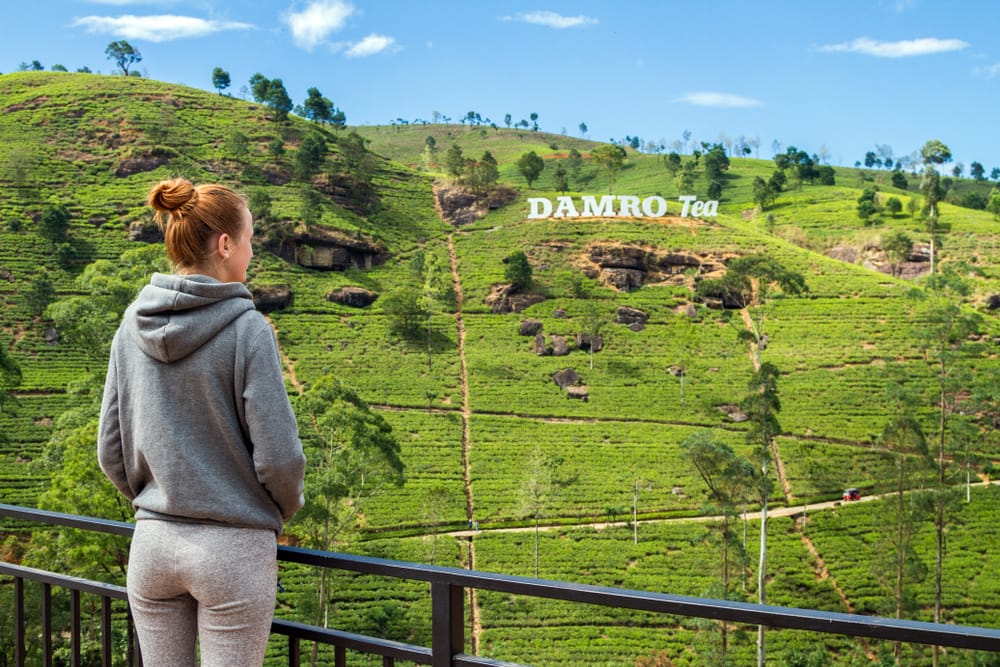 Damro Tea Estates near Nuwara Eliya