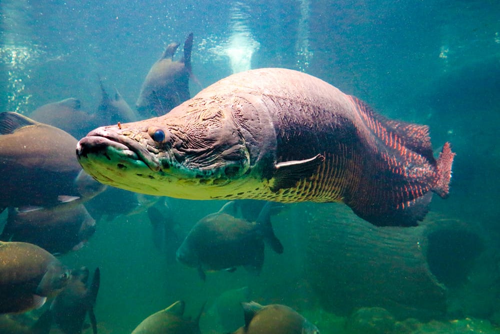 The Arapaima ranks high on the weird animals in the Amazon Rainforest list