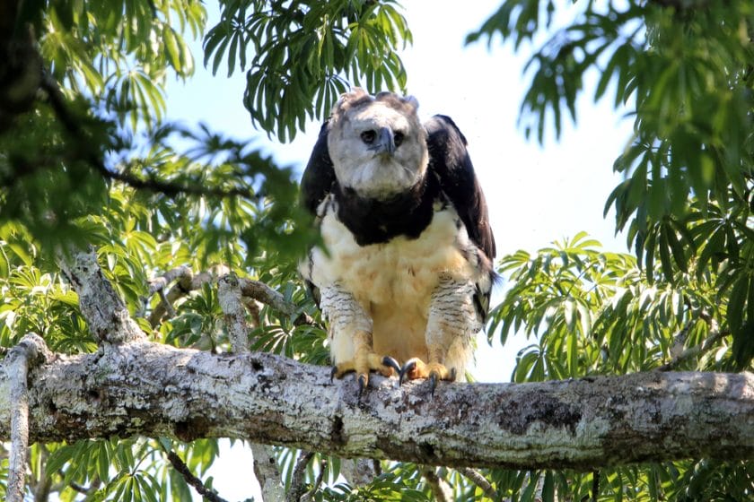 Weird Animals in the Amazon Rainforest