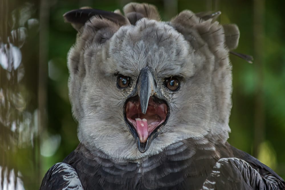 weird-animals-in-the-amazon-rainforest