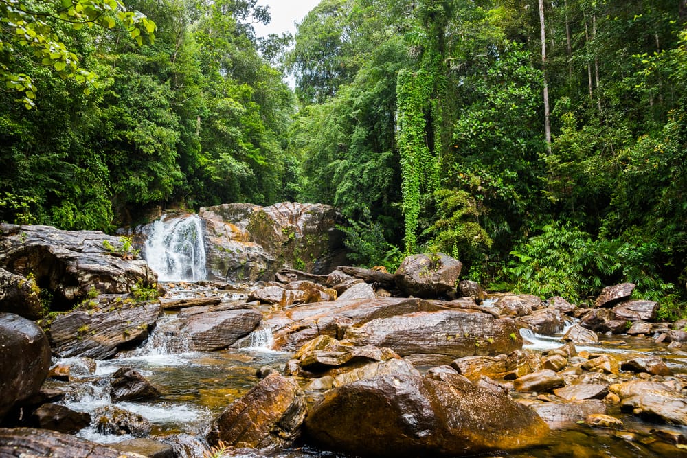 sinharaja-forest Waterfall in Sinharaja Rainforest