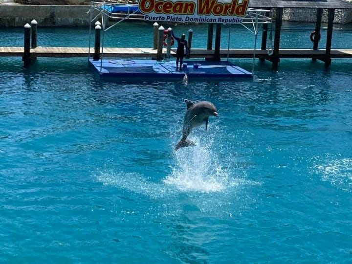 Ocean-World-Best-Things-to-do-in-Puerto-Plata-in-2022-Dolphin-Show