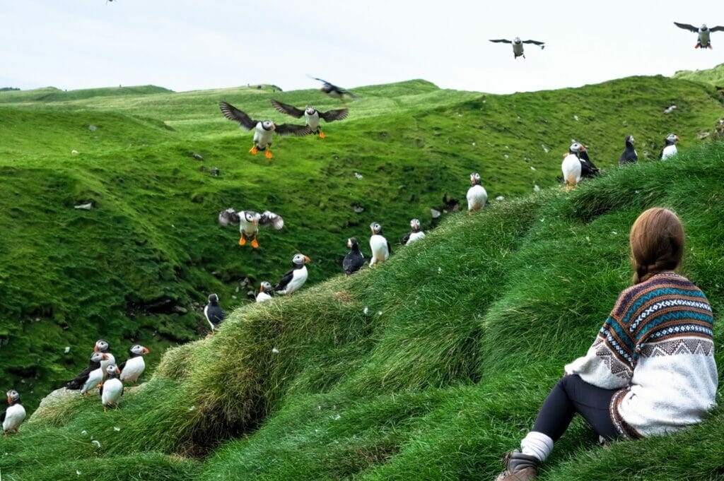 A Variety of Birds in Faroe Islands
