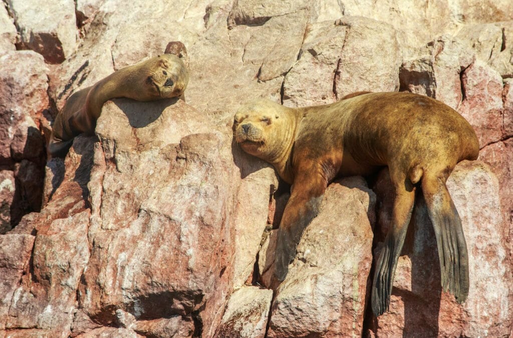 Things to Do in Paracas